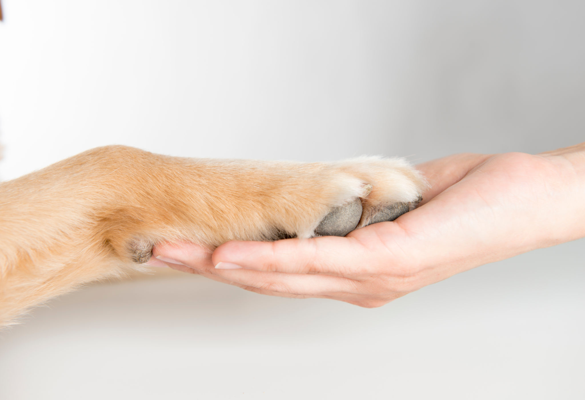 Woman holding dog paw Woman holding dog paw