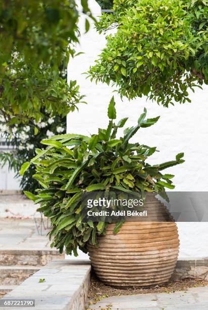 cactus in a pot in the street (hydra, greece) - hydra greece fotos stockfoto's en -beelden