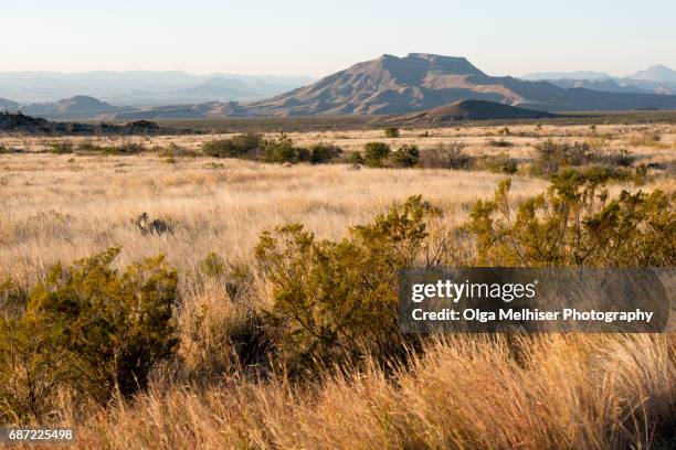 big bend national park, west texas, usa - big bend national park stock pictures, royalty-free photos & images