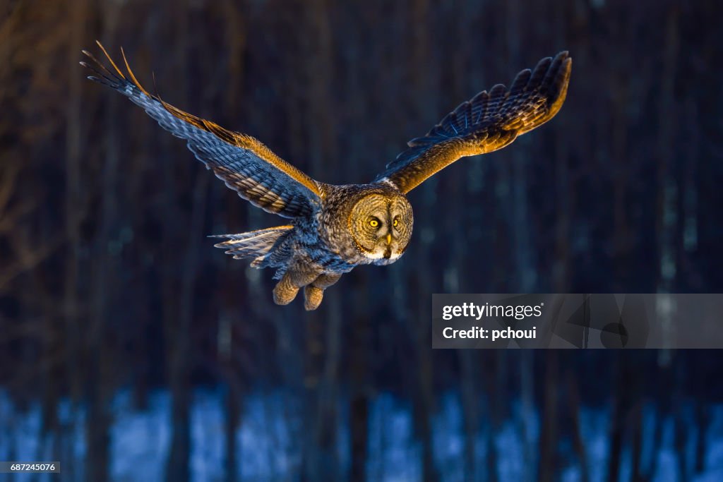 Great gray owl, strix nebulosa, rare bird in flight