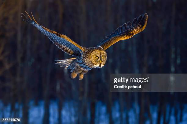 great gray owl, strix nebulosa, rare bird in flight - endangered species stock pictures, royalty-free photos & images