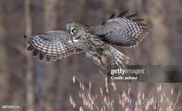 great gray owl, strix nebulosa, rare bird in flight - great grey owl stock pictures, royalty-free photos & images