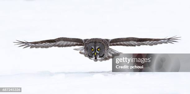 great gray owl, strix nebulosa, rare bird in flight - great grey owl stock pictures, royalty-free photos & images