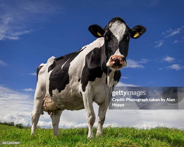 holstein cow against a blue sky - koe stockfoto's en -beelden