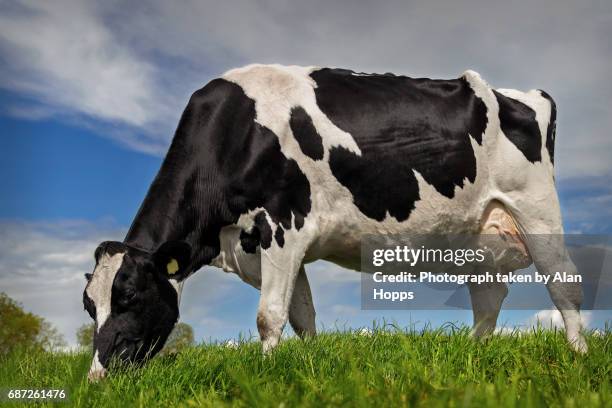 holstein dairy cow eating fresh spring grass - feeding cows stock pictures, royalty-free photos & images