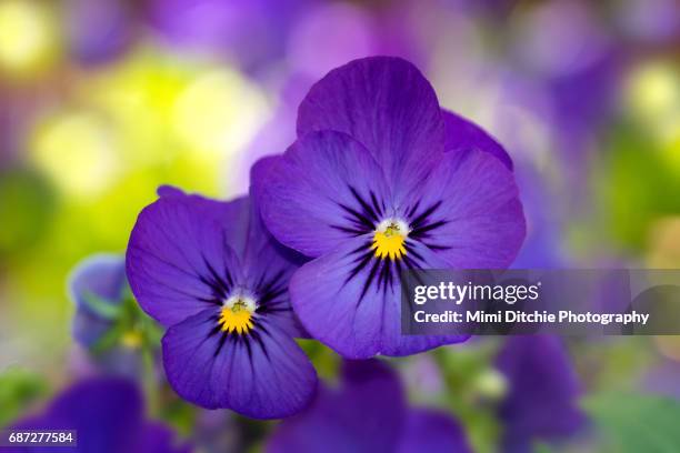 violas - violet stock pictures, royalty-free photos & images