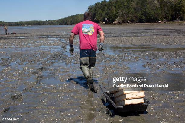 Chad Coffin, a local clammer, carries recruitment boxes, which are experiment boxes invented by Dr. Brian Beal, to their next experiment location on...