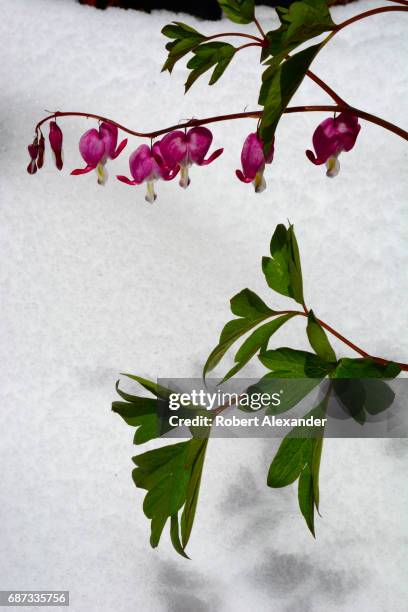 Bleeding Heart plant blooms after a late-spring snow in Santa Fe, New Mexico.