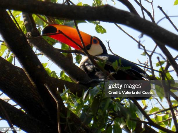 tucano - cena rural stock pictures, royalty-free photos & images