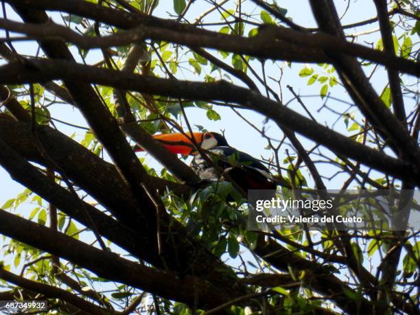 tucano - cena rural stock pictures, royalty-free photos & images