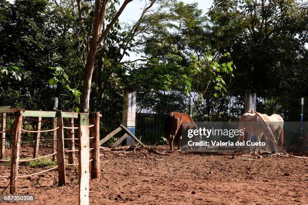 cavalo no curral - cena rural stock pictures, royalty-free photos & images