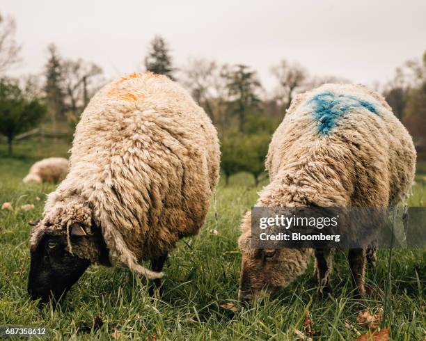 Sheep graze in a field at the Stone Barns farm in Pocantico Hills, New York, U.S., on Friday, April 21, 2017. As customers are increasingly demanding...