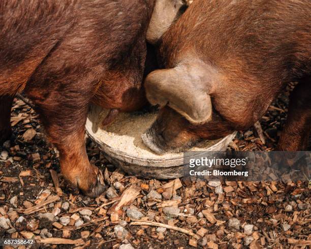 Red Wattle pigs feed at the Stone Barns farm in Pocantico Hills, New York, U.S., on Friday, April 21, 2017. As customers are increasingly demanding...