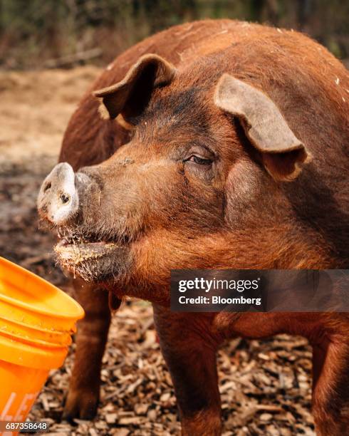 Red Wattle pig feeds at the Stone Barns farm in Pocantico Hills, New York, U.S., on Friday, April 21, 2017. As customers are increasingly demanding...