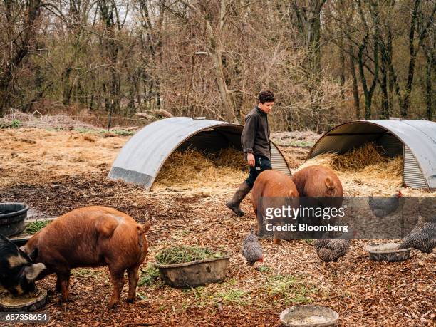 Phil Haynes, assistant livestock manager of Stone Barns Center for Food and Agriculture, feeds Red Wattle pigs at the company's farm in Pocantico...