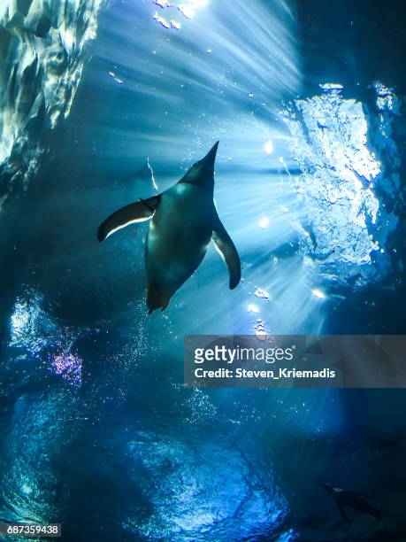 penguin - penguins stock pictures, royalty-free photos & images