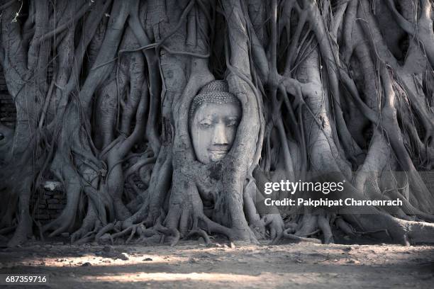 head of buddha statue in the tree roots at wat mahathat (temple of the great relics), ayutthaya, thailand. - buddha face stockfoto's en -beelden