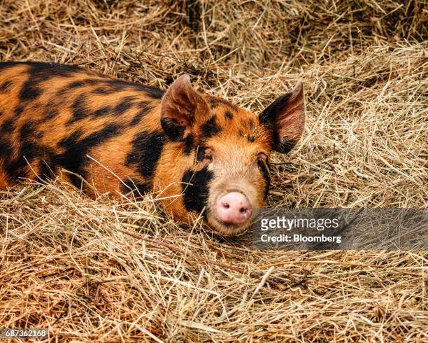 Berkshire piglet lays in a pen at the Stone Barns farm in Pocantico Hills, New York, U.S., on Friday, April 21, 2017. As customers are increasingly...