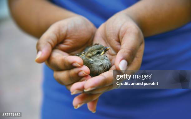 save the house sparrow (passer domesticus) - universal concern about the future of man’s oldest living commensals, we must save them before it is too late. - universal salvation stock pictures, royalty-free photos & images