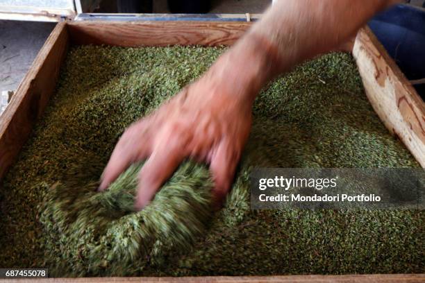 Hand stiring up some Pantelleria oregano in a wooden crate. The spice id made by Salvino - the main famer and maker on the island. Scauri , June 2016