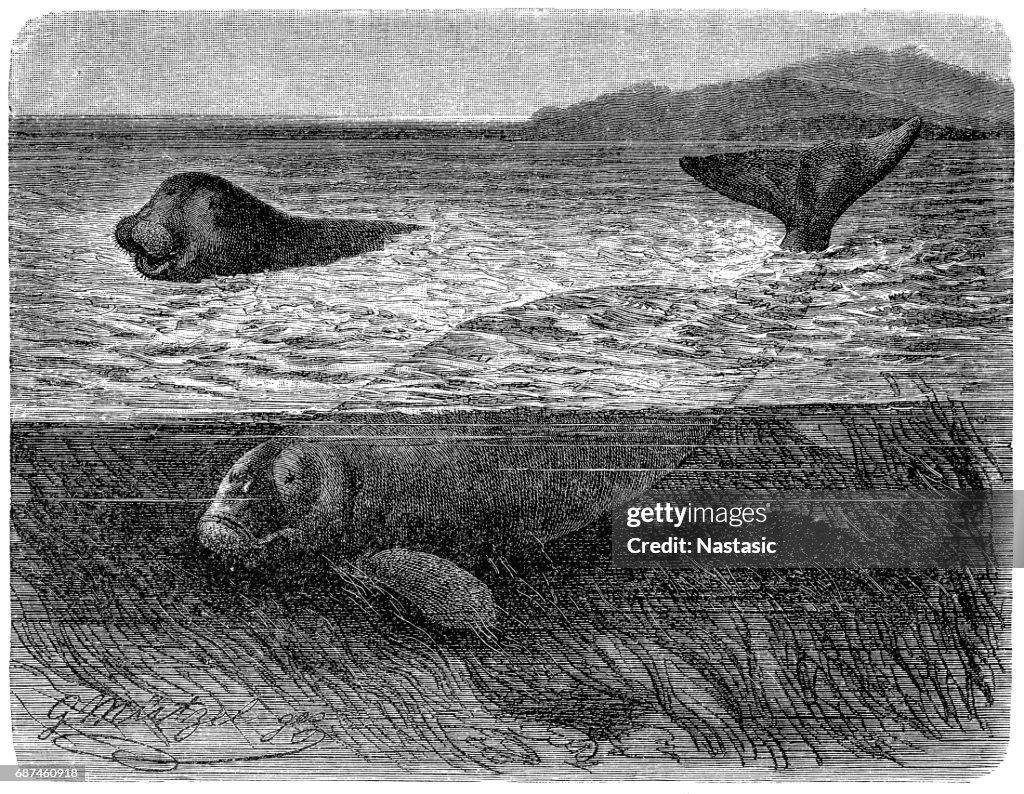 Dugong (halicore cetacea)