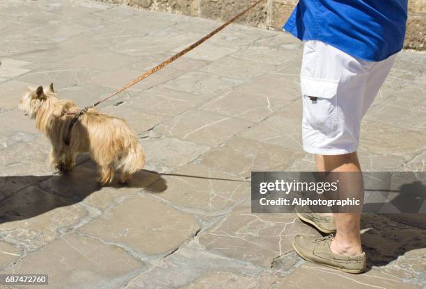 norfolk terrier on leash - norfolk terrier stock pictures, royalty-free photos & images