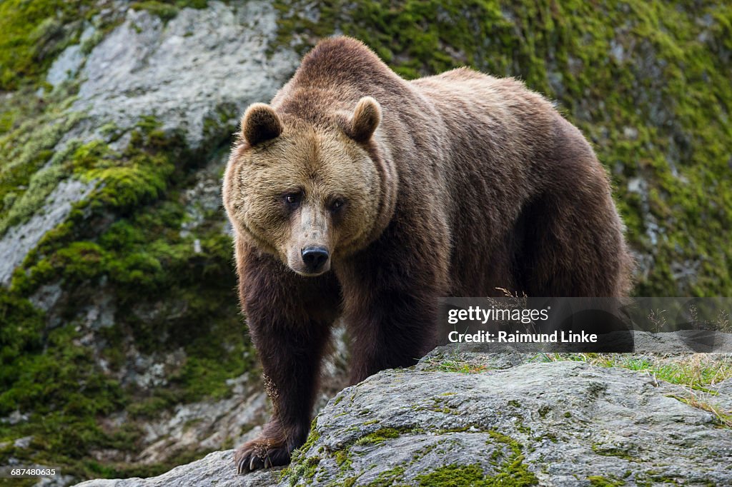 European Brown Bear, Ursus arctos