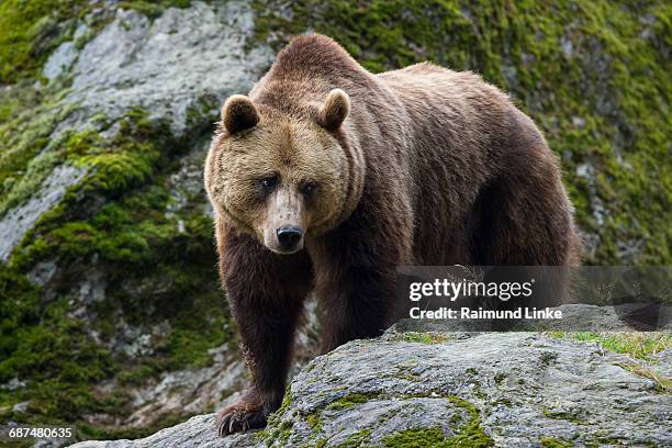 european brown bear, ursus arctos - oso fotografías e imágenes de stock