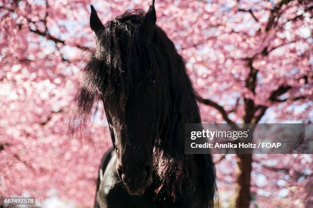 friesian stallion with cherry blossom - friesian horse stock pictures, royalty-free photos & images