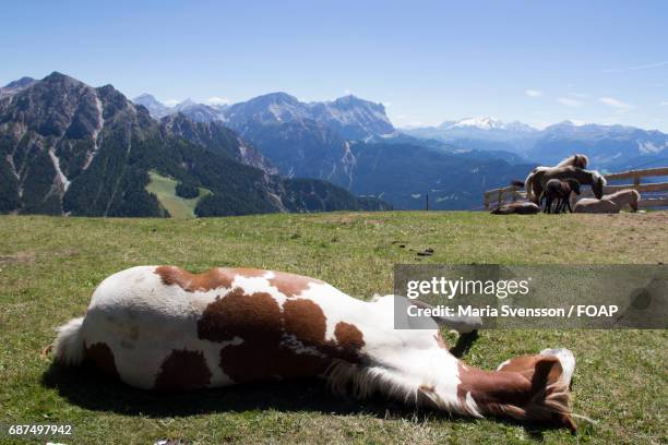 horse lying down in grass - horse lying down stock pictures, royalty-free photos & images