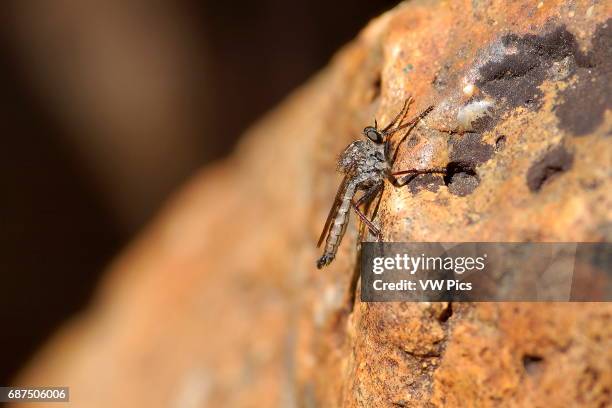 Robber Fly, Assassin Fly, Asilinae, Nevadasilus, Shadow Lake, Ansel Adams Wilderness, Sierra Nevada Mountains, California.