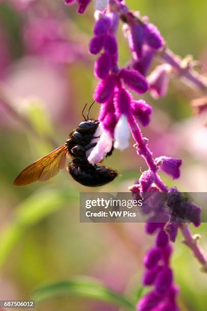 Carpenter Bee on Mexican Bush Sage, Southern California.