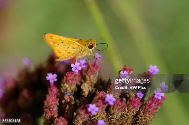 Fiery Skipper on Swamp Verbena, Hylephila phyleus, Verbena bonariensis, Southern California.