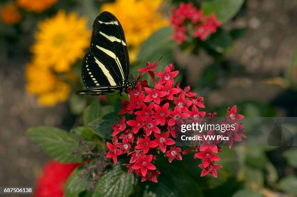 Zebra Longwing on Egyptian Starcluster, Heliconius charithonia, Pentas lanceolata, Southern California.