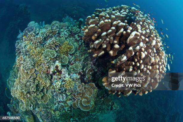 Siaton Photos and Premium High Res Pictures Getty Images