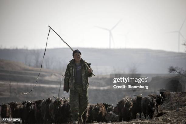 An employees herds a tribe of goats back to their pens after grazing in the hills as wind turbines stand in the background at a showcase farm...
