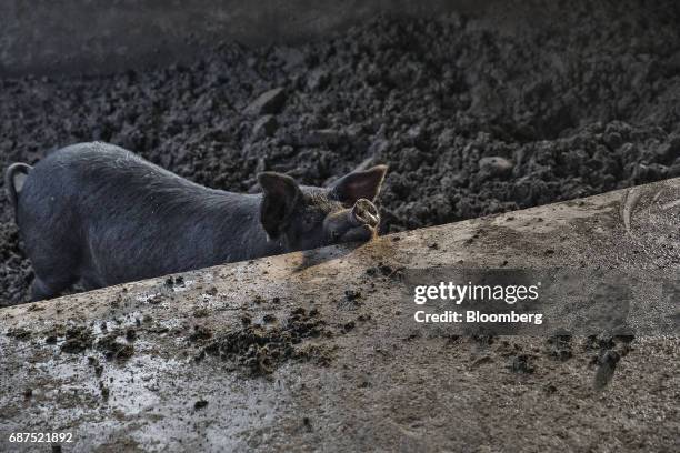Black pig stands in a pen at a showcase farm operated by Penglai Hesheng Agricultural Technology Development Co. In Penglai, Shandong Province,...
