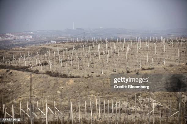 Pruned apple trees grow at a showcase farm operated by Penglai Hesheng Agricultural Technology Development Co. In Penglai, Shandong Province, China,...