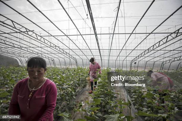 Employees harvest organic cucumbers in a greenhouse at a showcase farm operated by Penglai Hesheng Agricultural Technology Development Co. In...