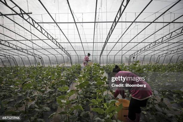 Employees harvest organic cucumbers in a greenhouse at a showcase farm operated by Penglai Hesheng Agricultural Technology Development Co. In...