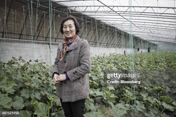 Ma Xiuqing, general manager of Penglai Hesheng Agricultural Technology Development Co., stands for a photograph in a greenhouse at the company's...