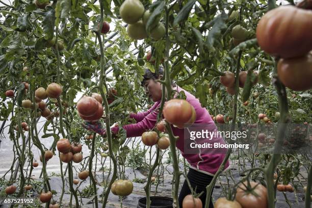 An employee harvests organic tomatoes in a greenhouse at a showcase farm operated by Penglai Hesheng Agricultural Technology Development Co. In...