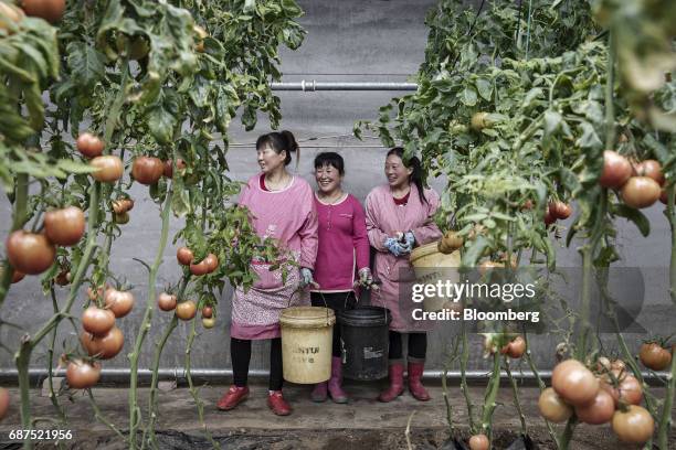 Employees laugh while taking a break from harvesting organic tomatoes in a greenhouse at a showcase farm operated by Penglai Hesheng Agricultural...