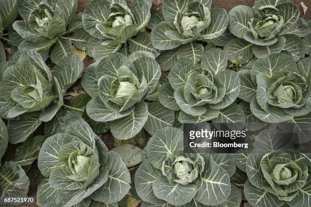 Organic cabbages grow inside a greenhouse at a showcase farm operated by Penglai Hesheng Agricultural Technology Development Co. In Penglai, Shandong...