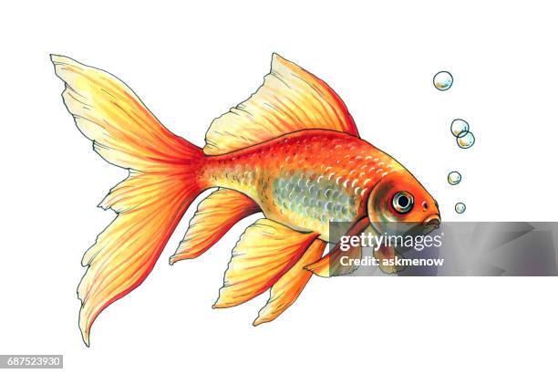 1 541点の金魚イラスト素材 Getty Images 1 541点の金魚イラスト素材 Getty Images