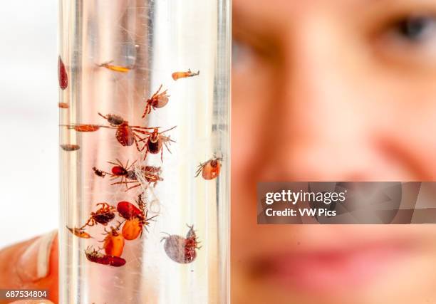 Tube. Looking Insect 121 Mosquito Infestation Stock Photos, High-Res Pictures, and Images ...