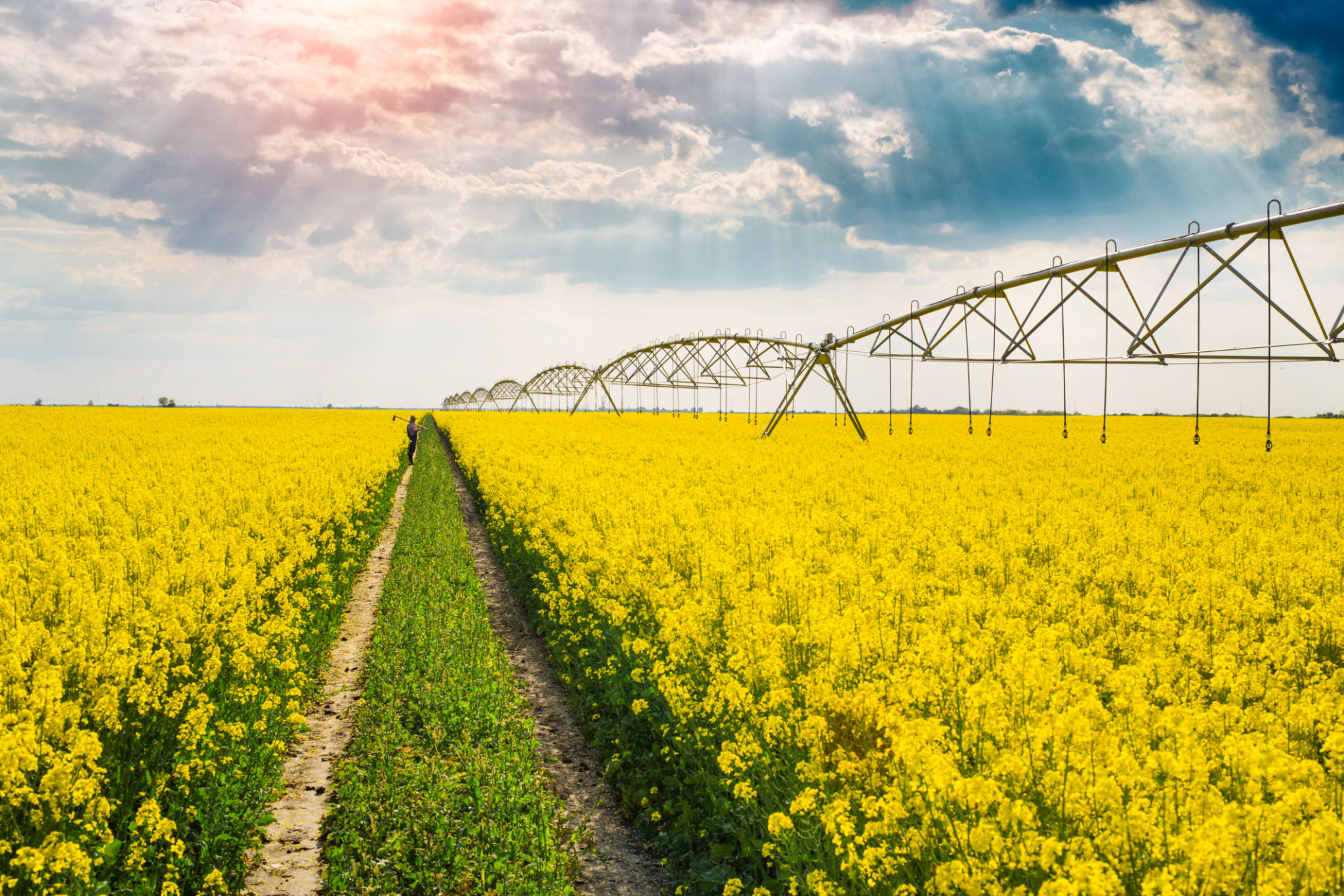 flower field irrigation