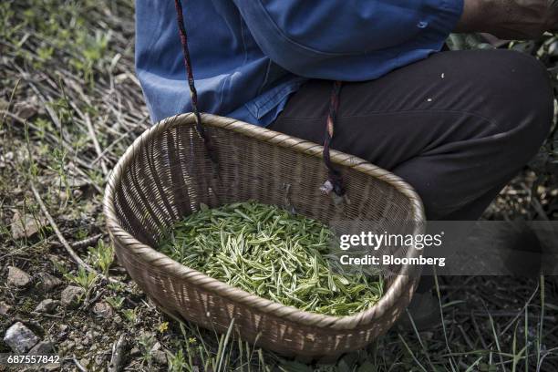 Freshly picked tea leaves sit in a basket at a farm which supplies fowl and other fresh foods to Pifu Ecological Agriculture Ltd. Near Jiande,...