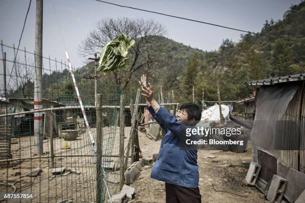Farmer tosses vegetables into a chicken and duck pen at a farm which supplies fowl and other fresh foods to Pifu Ecological Agriculture Ltd. Near...