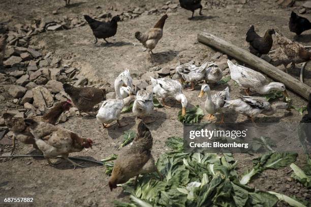 Chickens and ducks eat vegetable leaves at a farm which supplies fowl and other fresh foods to Pifu Ecological Agriculture Ltd. Near Jiande, Zhejiang...